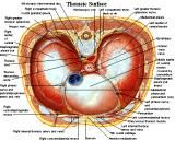 Anatomie: thorax,borstwand,ribben,costae,borst, mamma,pectoralis major,pectorals,axallaris,subcluvia,serratus,scapularis,sternum,scapula,aureola,nipple,tepel.